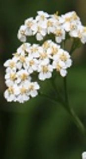 Effects of <i>Achillea millefolium</i> Aqueous Extract on Electrophysiological Properties of Rat Barrel Cortex Neurons